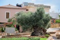 The Olive tree of Vouves Royalty Free Stock Photo