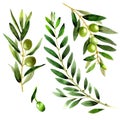 Olive tree in a watercolor style isolated.