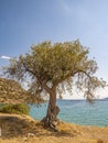 Olive tree, waves beautiful sea view orthodox church. Natural living. Pelion peninsula. Pagasetic gulf. Platanias village. Greece.