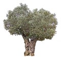 Olive tree on white background Royalty Free Stock Photo