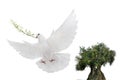 olive tree and white dove flying with olive branch in its beak isolated on white background Royalty Free Stock Photo