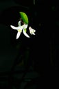 Olive tree white flower and green leaf, with a black background Royalty Free Stock Photo