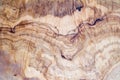 Olive tree wood slice with texture and details Royalty Free Stock Photo