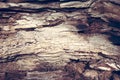 Olive tree wood texture Royalty Free Stock Photo