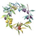 Olive tree wreath in a watercolor style.