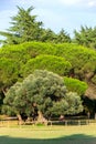 An olive tree about 1600 years old