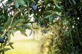 Trees full of fresh olives to make extra virgin olive oil. Copy space for your design Royalty Free Stock Photo