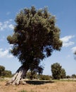 Olive tree3