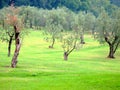 Olive trees Royalty Free Stock Photo