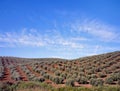 Olive trees Royalty Free Stock Photo