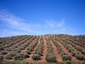 Olive trees Royalty Free Stock Photo
