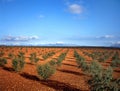 Olive trees Royalty Free Stock Photo