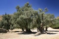 Olive Trees