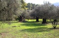 Olive trees Royalty Free Stock Photo