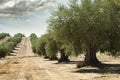 Olive trees Royalty Free Stock Photo