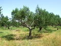 Olive trees Royalty Free Stock Photo