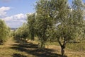 Olive trees Royalty Free Stock Photo