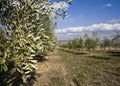 Olive trees Royalty Free Stock Photo