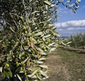 Olive trees Royalty Free Stock Photo