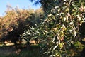 Olive trees Royalty Free Stock Photo