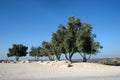 Olive trees against blue sky Royalty Free Stock Photo