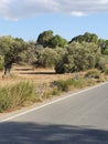 Olive trees at Agia Varvara Saint Barbara village in Cyprus Island Royalty Free Stock Photo