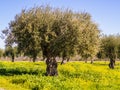 Olive trees in Alentejo region, Portugal Royalty Free Stock Photo