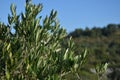 Olive branches on the olive tree with blue sky in the background Royalty Free Stock Photo