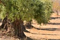 Olive trees in autumn