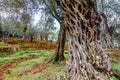 Olive trees in autumn in Valdanos, Ulcinj,Montenegro Royalty Free Stock Photo