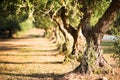 Olive trees background on blurred background. Olive trees on a grove in Salento, Puglia, Italy. Traditional plantation of olive