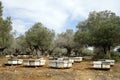 Olive trees