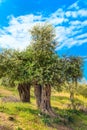 Olive trees, blue cloudy sky, Greece Royalty Free Stock Photo