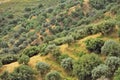 Olive trees in Calabria