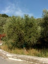 Olive trees, South Italy.