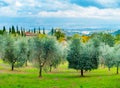 Olive trees in Chianti Royalty Free Stock Photo