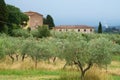 Olive trees of Chianti at Ponte agli Stolli Royalty Free Stock Photo