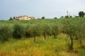 Olive trees of Chianti at Ponte agli Stolli Royalty Free Stock Photo