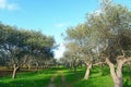 Olive trees on a clear day Royalty Free Stock Photo