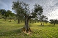 Olive trees with cloudy skies in the tuscan countryside. Italy Royalty Free Stock Photo