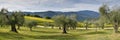 Olive trees with cloudy skies in the tuscan countryside. Italy Royalty Free Stock Photo