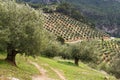 Olive trees