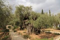 Olive trees in Dominus Flevit Church