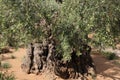 Olive trees in Dominus Flevit Church