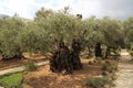 Olive trees in Dominus Flevit Church