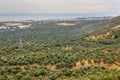 Olive trees farm landscape aerial panoramic view Royalty Free Stock Photo