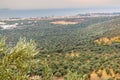 Olive trees farm landscape aerial panoramic view Royalty Free Stock Photo