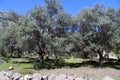 Olive trees Royalty Free Stock Photo