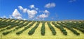 Olive trees field Royalty Free Stock Photo