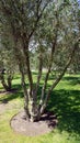 Olive trees in a field